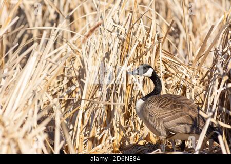 Une oie du canada, Branta canadensis, près de son site de nidification parmi les roseaux séchés de queue de poule dans un milieu humide du centre de l'Alberta, au Canada Banque D'Images