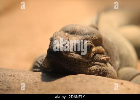 Rhinoceros iguana , reptile de cornu Banque D'Images