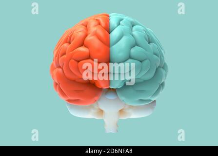 Illustration du rendu du cerveau 3D dans la vue de face avec gauche et concept de fonction et d'activité droit isolé sur fond pastel avec masque Banque D'Images