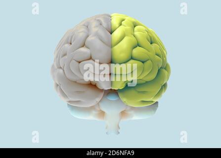 Illustration du rendu du cerveau 3D dans la vue de face avec gauche et concept de fonction et d'activité droit isolé sur fond pastel avec masque Banque D'Images