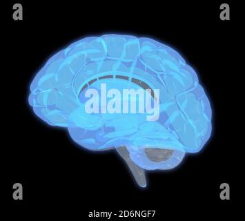 Acquisition graphique 3D du cerveau humain dans la vue latérale isolée sur arrière-plan sombre avec masque pour découpe à utiliser dans n'importe quelle toile de fond Banque D'Images