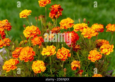Fleurs marigolées multicolores dans le jardin sur le lit à fleurs. Banque D'Images