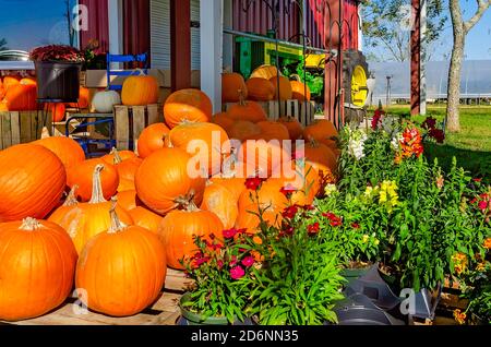 Des citrouilles et d'autres produits saisonniers sont exposés au McKenzie Farm Market, le 17 octobre 2020, à Fairhope, en Alabama. Banque D'Images