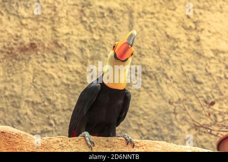 toco toucan commun sud-américain. Espèce de Ramphastos toco, résidant en Amérique du Sud, et forêt amazonienne. Vue avant. Isolé avec fond en pierre Banque D'Images