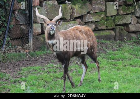 Sitatunga ouest-africain au zoo de Chester Banque D'Images