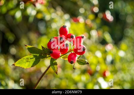 Les hanches des rosiers poussent à l'état sauvage dans un hedgerow. Banque D'Images
