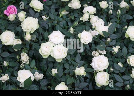 beaucoup de roses roses roses et blanches dans les feuilles vertes Banque D'Images
