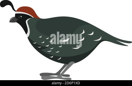 Caille de Gren, illustration, vecteur sur fond blanc Illustration de Vecteur