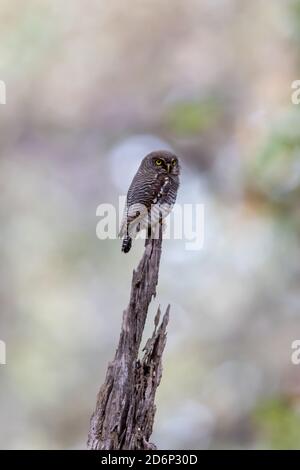 Hibou de faucon brun (Ninox scutulata) Banque D'Images