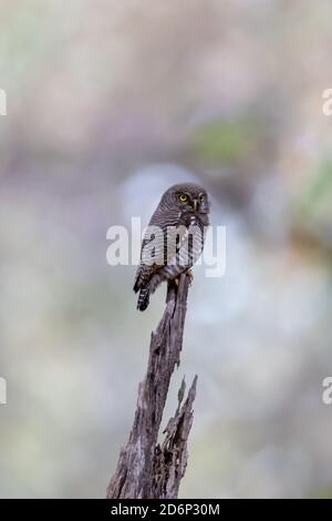 Hibou de faucon brun (Ninox scutulata) Banque D'Images