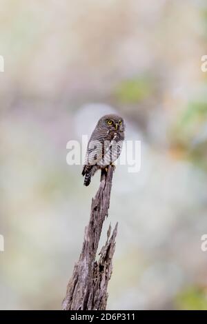 Hibou de faucon brun (Ninox scutulata) Banque D'Images