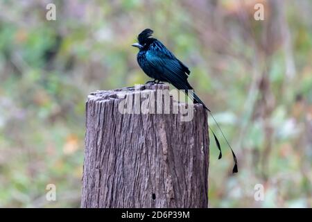 Drongo à queue de raquette plus grande (Dicrurus paradiseus) Repose sur une souche en Inde Banque D'Images