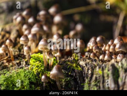 Famille de petits champignons dans la sous-croissance d'automne Banque D'Images