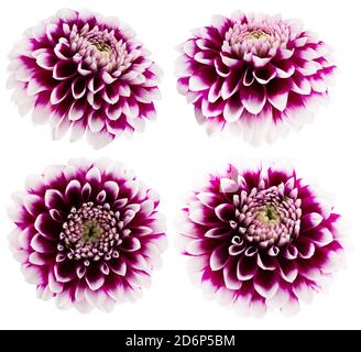 collection de dahlia pourpre isolée sur fond blanc. Banque D'Images