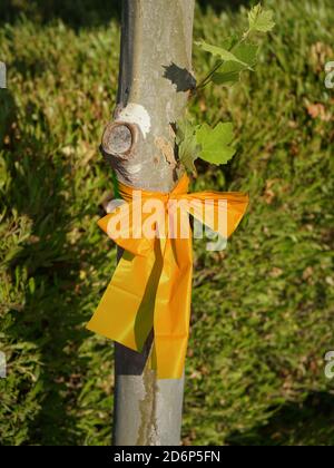 Ruban jaune attaché autour d'un tronc d'arbre Banque D'Images