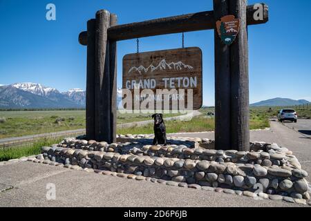 Jackson, Wyoming - le 27 juin 2020 : un chien de retreiver noir du labrador pose au panneau du parc national de Grand Teton Banque D'Images