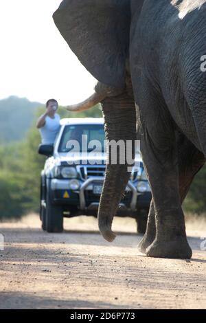 Éléphant de taureau sur une route de terre bloquant un véhicule dedans Le parc national Kruger Afrique du Sud Banque D'Images