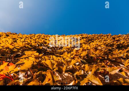 Mise au point sélective. Feuilles de raisin sauvage rouges et orange sur la clôture avec ciel bleu. Automne coloré, raisin sauvage vif. Violet abstrait, rouge et orange Banque D'Images