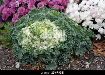 Chou blanc à fleurs ornementales croissance dans le jardin, fleurs d'automne, plantes, plantes vivaces Brassica oleracea Banque D'Images