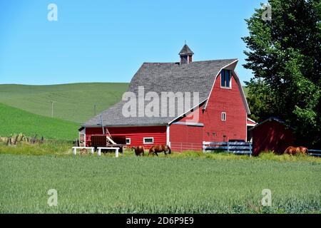 Grange rouge de la région de Palouse, Washington-États-Unis Banque D'Images