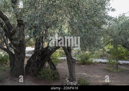 ירושלים, Jérusalem, Jerozolima, Israël, Izrael, ישראל; vieux oliviers dans le jardin d'oliviers. Alte Olivenbäume im Olivengarten. Banque D'Images