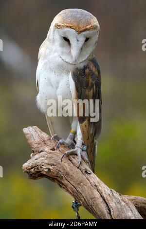 Hibou de la grange sur la perche assise et en flopping Banque D'Images