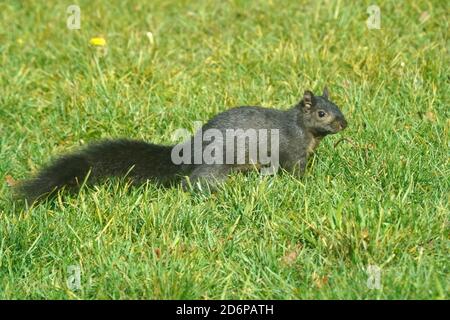 Écureuils gris de l'est dans l'herbe en été
