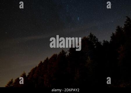 Silhouette de la forêt devant un ciel étoilé propre la nuit. Banque D'Images