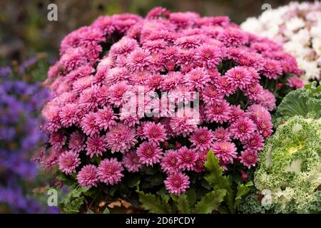 Chyrsanthemum rose, chrysanthèmes poussant dans le jardin, fleurs d'automne, plantes, vivaces Banque D'Images