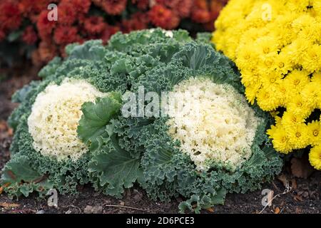 Chrysanthèmes ornementaux de chou vert et jaune et orange poussant dans le jardin, fleurs d'automne, plantes, vivaces Brassica oleracea Banque D'Images