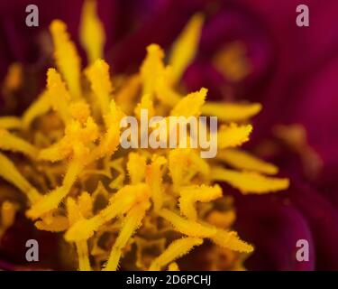 Macro sur les étamines jaune vif au centre d'une fleur de Dahlia rouge Banque D'Images