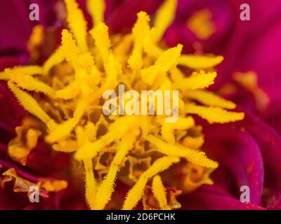 Macro sur les étamines jaune vif au centre d'une fleur de Dahlia rouge Banque D'Images