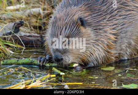 Un castor canadien sauvage, 'Castor canadensis', se nourrissant sur l'écorce verte des branches de l'arbre à aspène dans son étang du castor, dans les régions rurales du Canada de l'Alberta. Banque D'Images