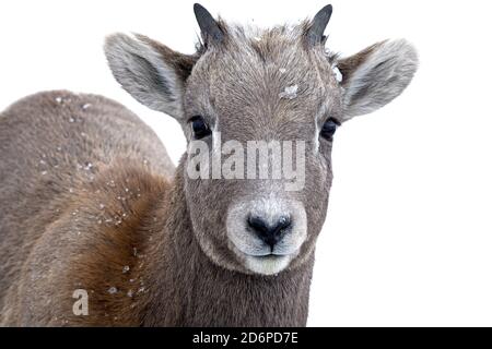 Portrait en gros plan d'une jeune moucheon de Bighorn de montagne 'Orvis canadensis', dans les contreforts des montagnes rocheuses de l'Alberta au Canada Banque D'Images