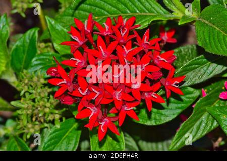 Fleurs de l'Egyptien Star Cluster (Pentas lanceolata). Ces fleurs annuelles sont populaires dans les jardins ornementaux et viennent dans une variété de couleurs. Banque D'Images