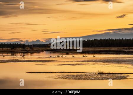 Swans sur le lac en Finlande au coucher du soleil Banque D'Images