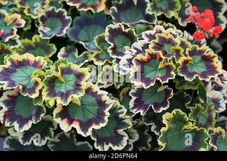 Feuilles d'un géranium Variégé, poussant dans un jardin en automne Banque D'Images