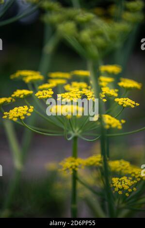 plantes de fenouil en fleur dans le jardin Banque D'Images