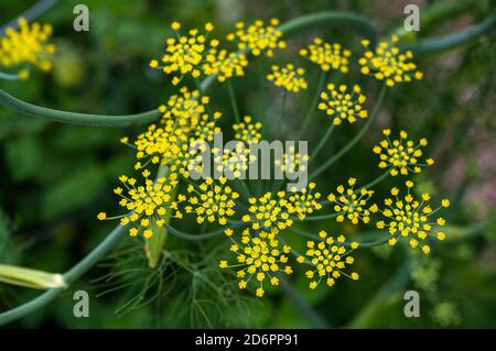 plantes de fenouil en fleur dans le jardin Banque D'Images