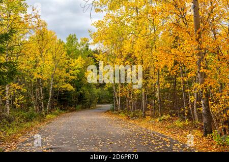 Couleur du feuillage d'automne dans les arbres du parc provincial de Rushing River, Ontario, Canada. Banque D'Images