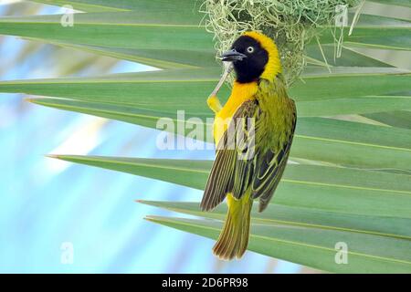 Oiseau de tisserand masqué du Sud (Ploceus velatus) dans la végétation d'une oasis près de Palmwag, dans le Damaraland de Namibie, en Afrique australe Banque D'Images