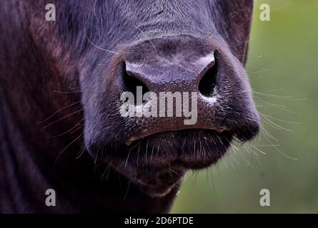 museau d'une vache limousin Banque D'Images