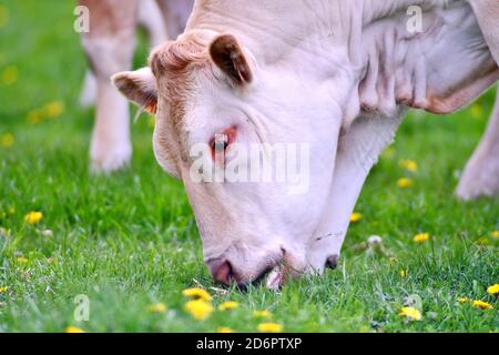 vache blonde d'aquitaine paître dans un pré Banque D'Images