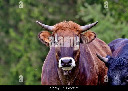 vache limousin avec cornes et museau blanc Banque D'Images