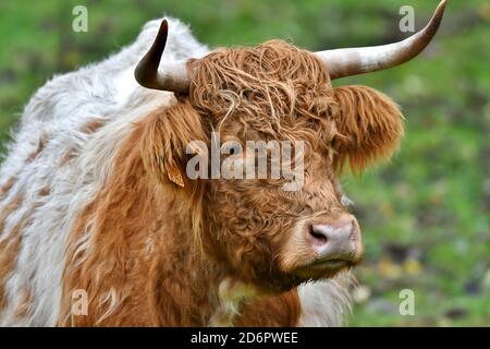 portrait d'une jeune vache en pâturage, bétail tacheté Banque D'Images