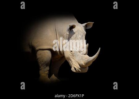 Gros plan sur le rhinocéros. Animal sauvage isolé sur fond noir Banque D'Images