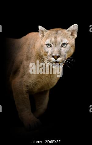 Vue rapprochée couguar. Animal sauvage isolé sur fond noir Banque D'Images