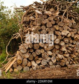 Octobre 20 - pile de billes à côté d'une voie de campagne à Mudgley Somerset, Royaume-Uni. Banque D'Images