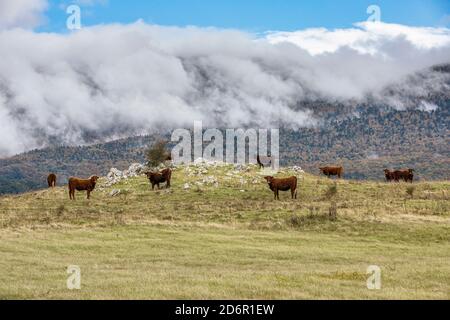 Vaches sur la colline avec des nuages qui montent en haut de la montagne Banque D'Images