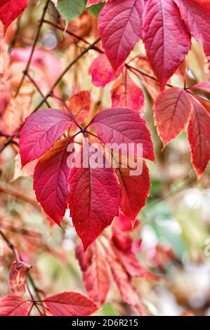 Les feuilles rouges de liana de Virginie (Parthenocissus quinquefolia) sont proches. Magnifique arrière-plan d'automne. Mise au point sélective. Recadrage vertical. Banque D'Images